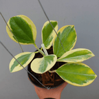 Hoya Pachyclada Outer Varigata