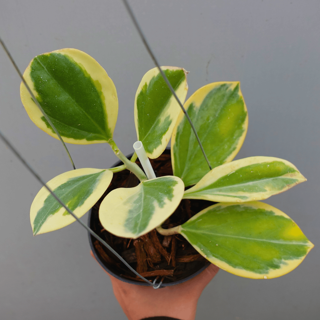 Hoya Pachyclada Outer Varigata