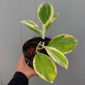 Hoya Pachyclada Outer Varigata