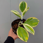 Hoya Pachyclada Outer Varigata