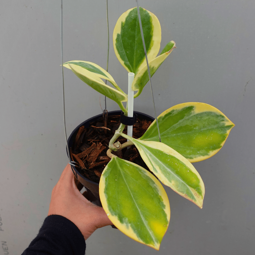 Hoya Pachyclada Outer Varigata