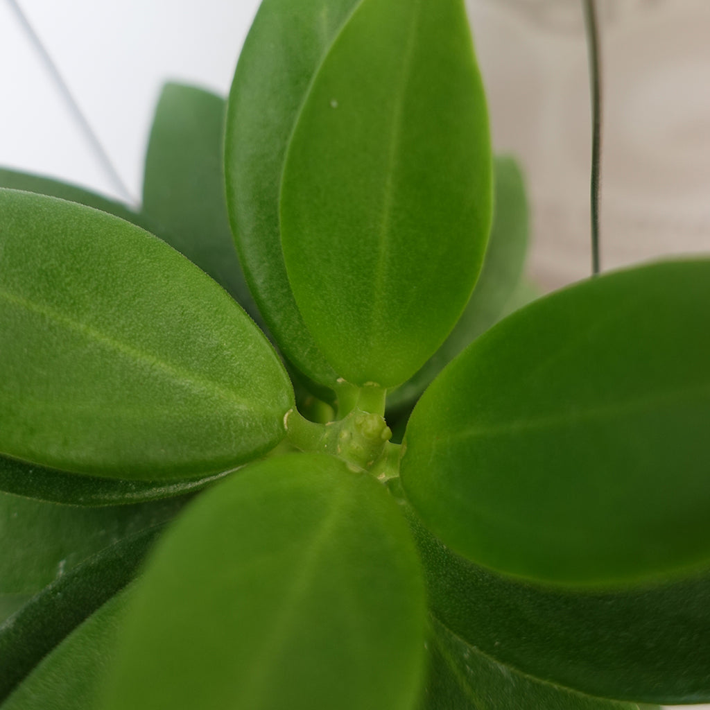 Hoya Pachyclada Snow Lotus