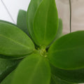 Hoya Pachyclada Snow Lotus