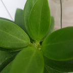 Hoya Pachyclada Snow Lotus