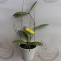 Hoya SLM 004