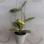 Hoya SLM 004