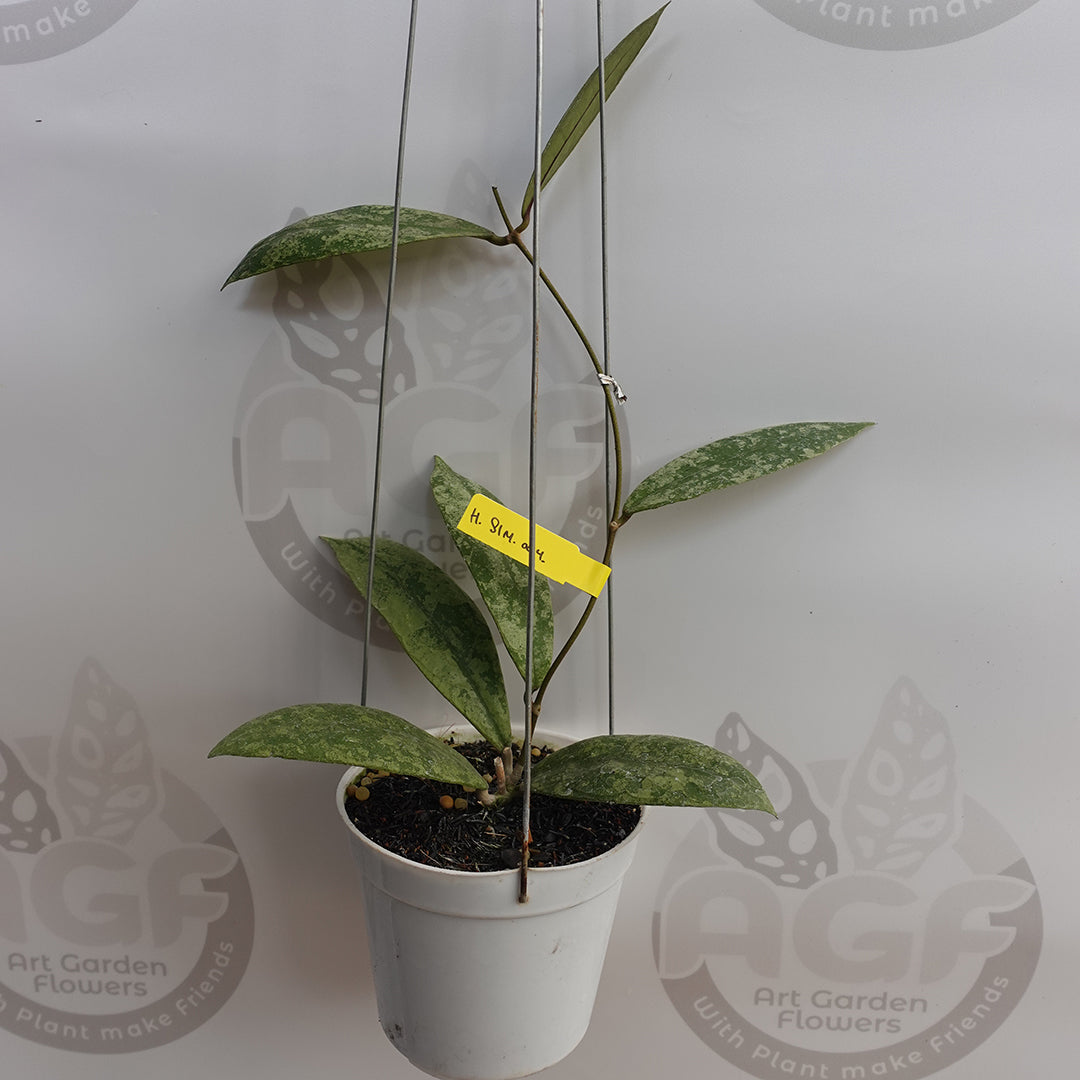 Hoya SLM 004
