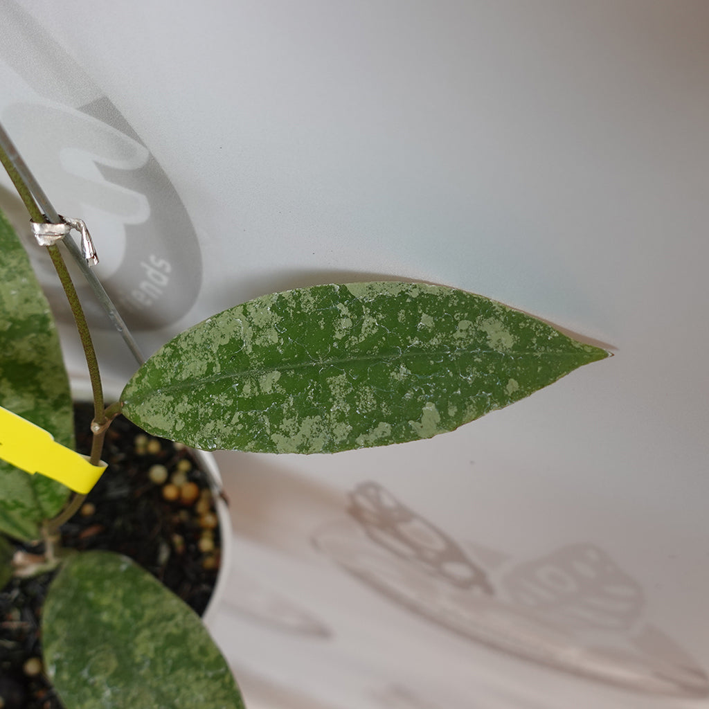Hoya SLM 004