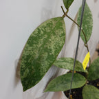 Hoya SLM 004