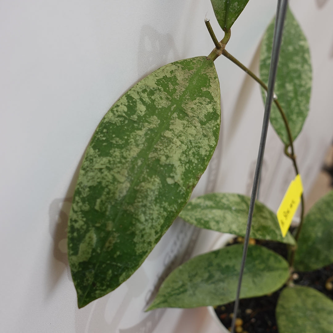 Hoya SLM 004