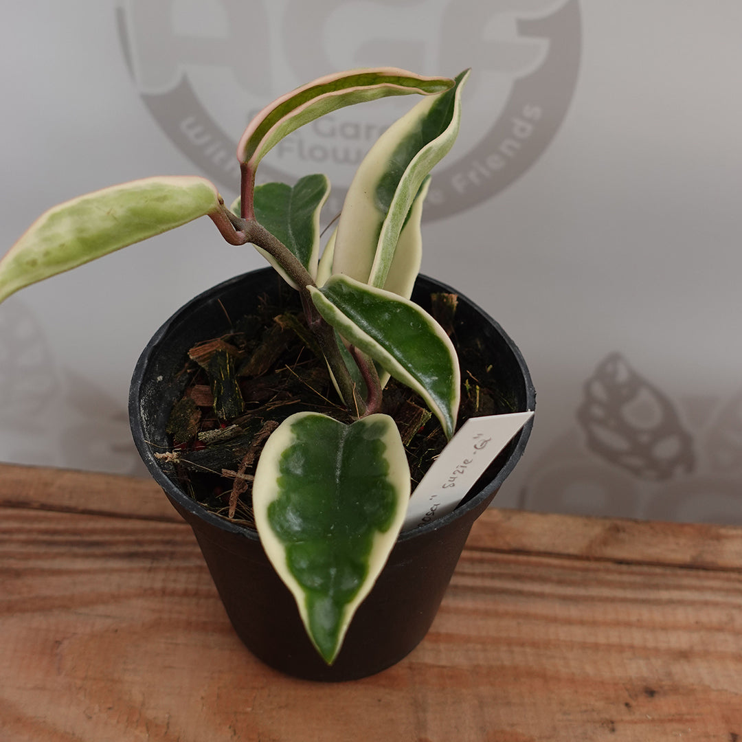 Hoya Suzie