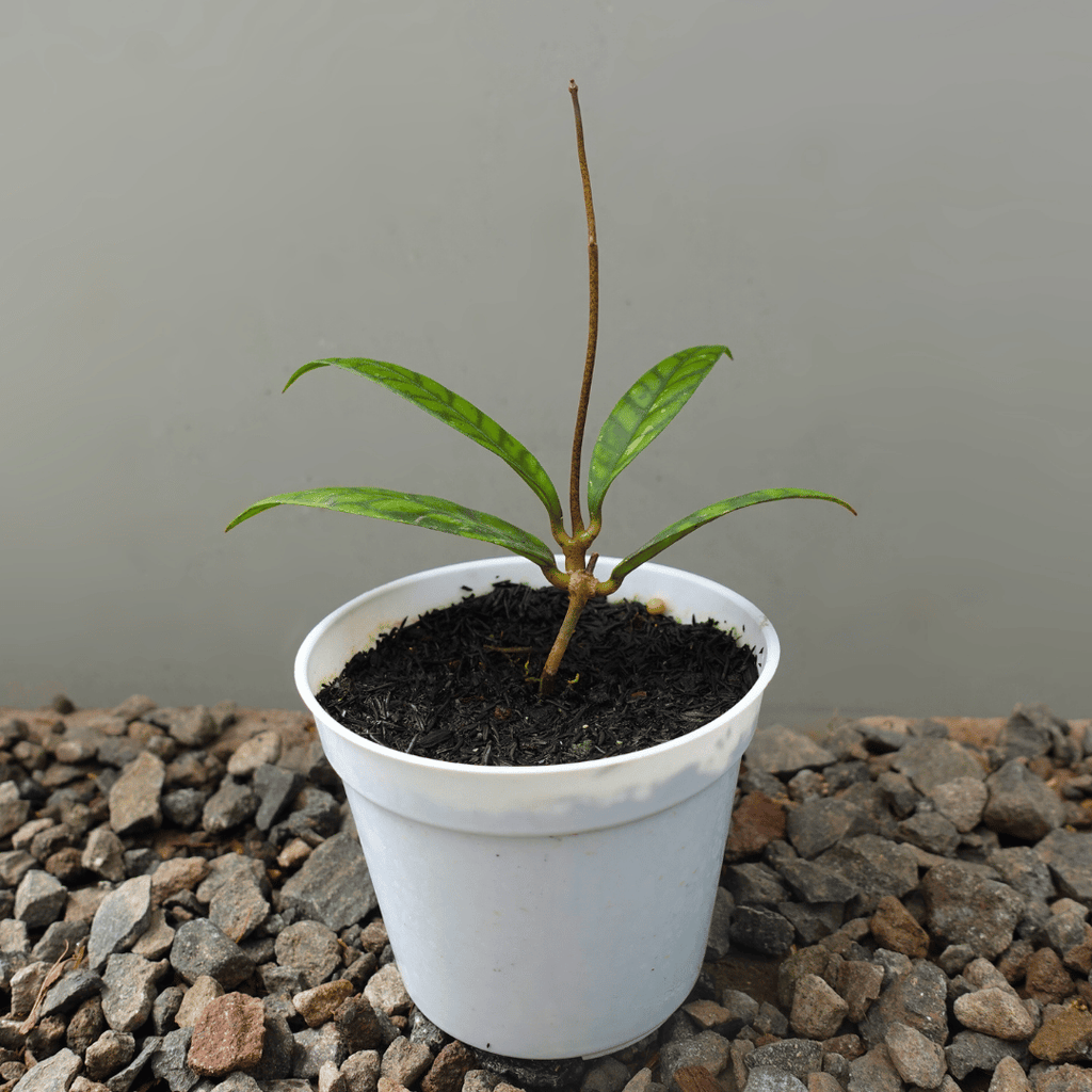 Hoya Calistophylla Black Cat