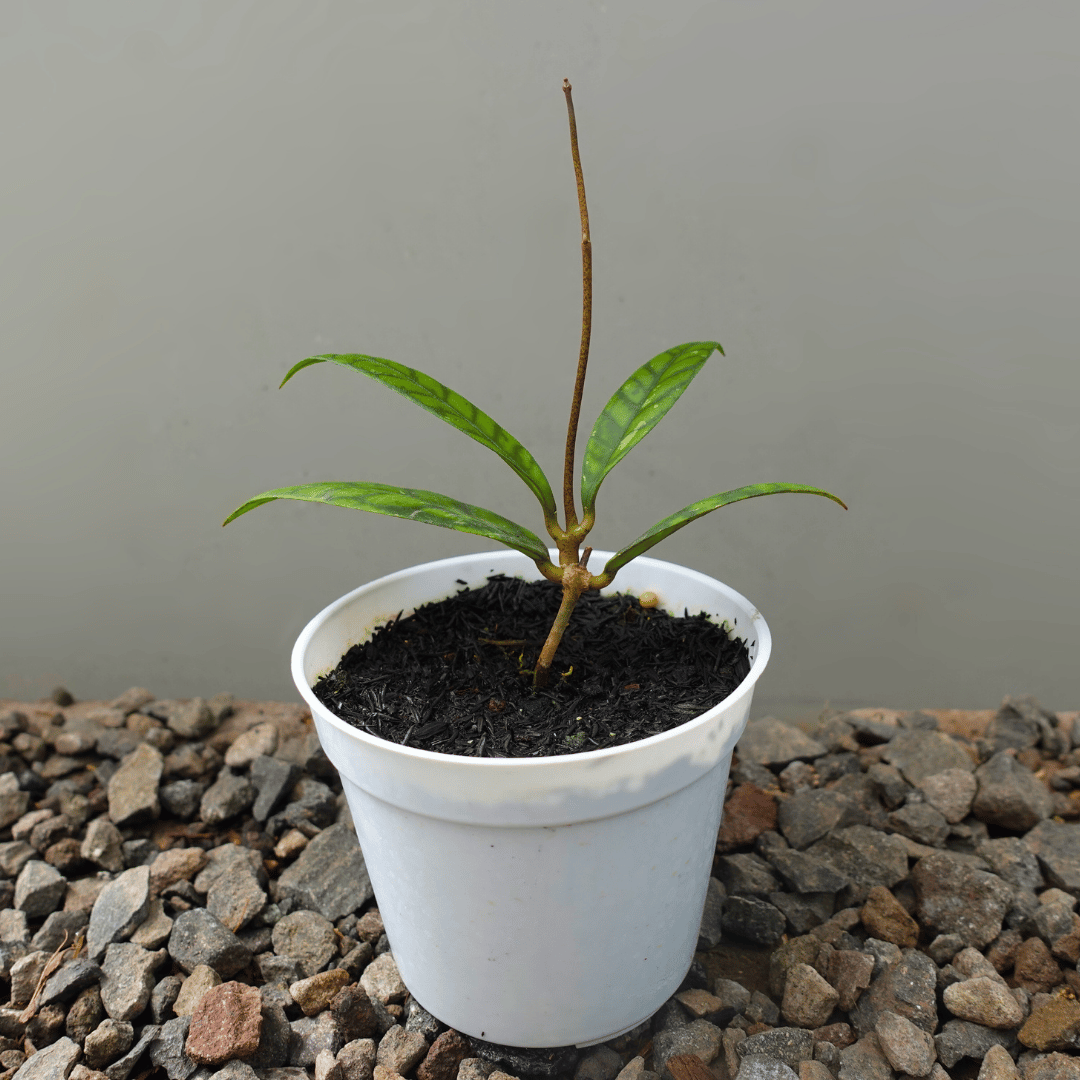 Hoya Calistophylla Black Cat