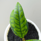 Hoya Calistophylla Black Cat