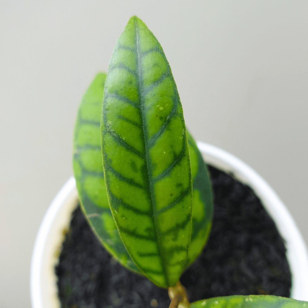 Hoya Calistophylla Black Cat