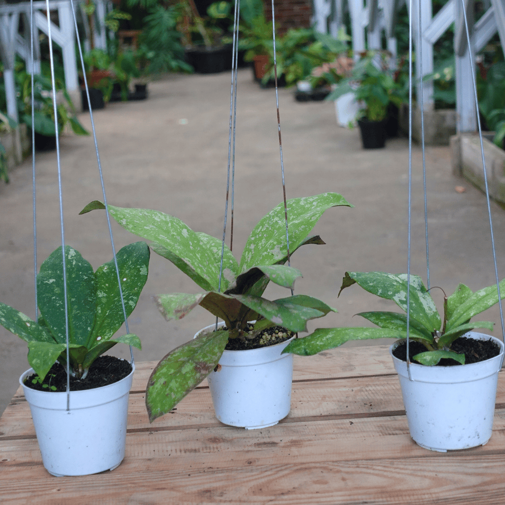 Hoya Mitrata Marble