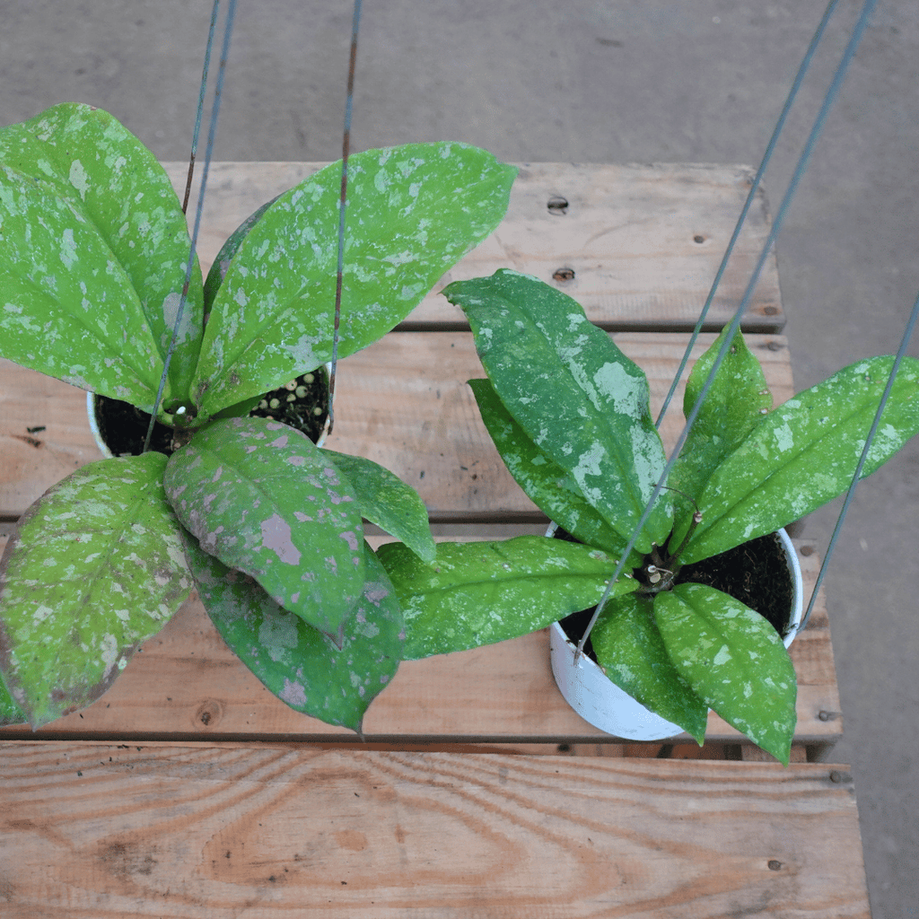 Hoya Mitrata Marble