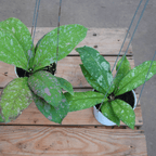 Hoya Mitrata Marble