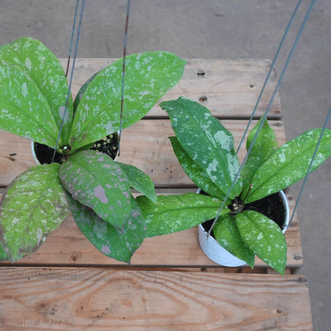 Hoya Mitrata Marble