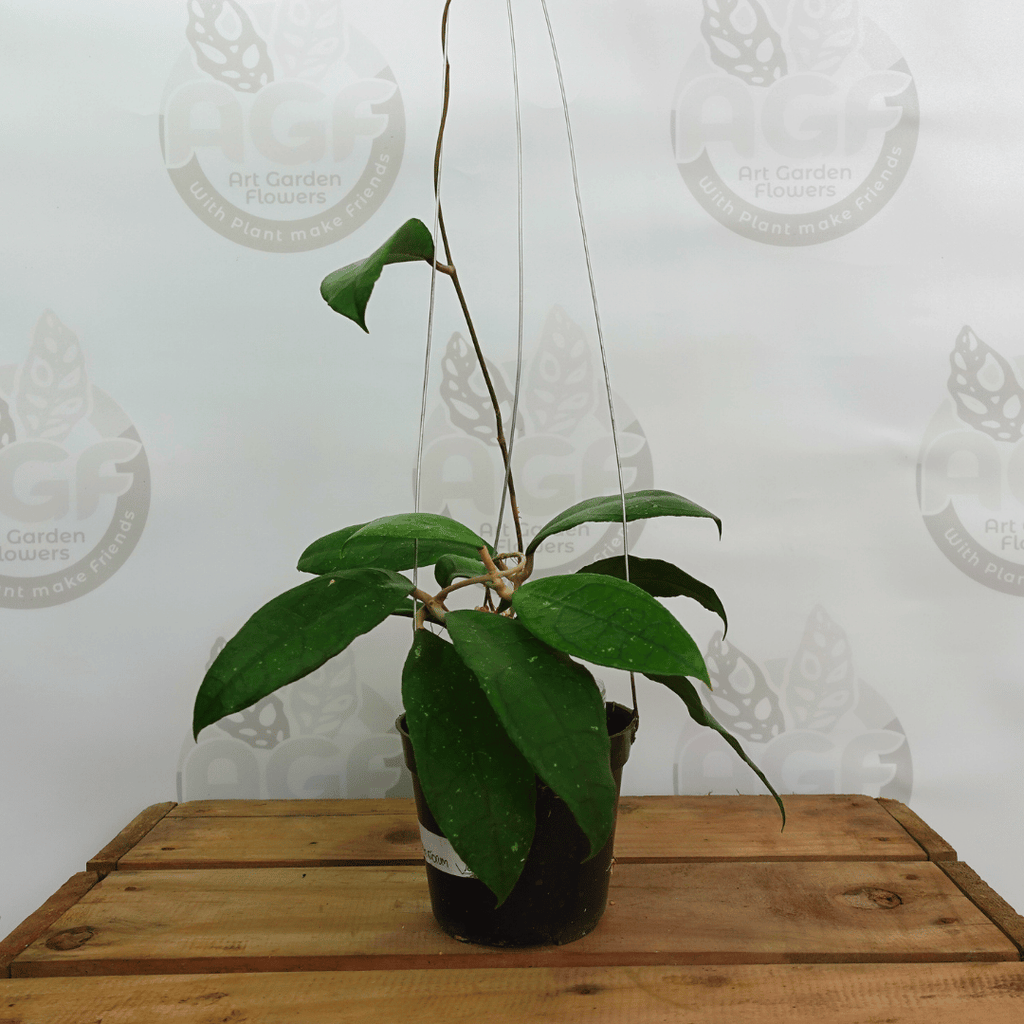 Hoya Clemensorium Aff Jabar