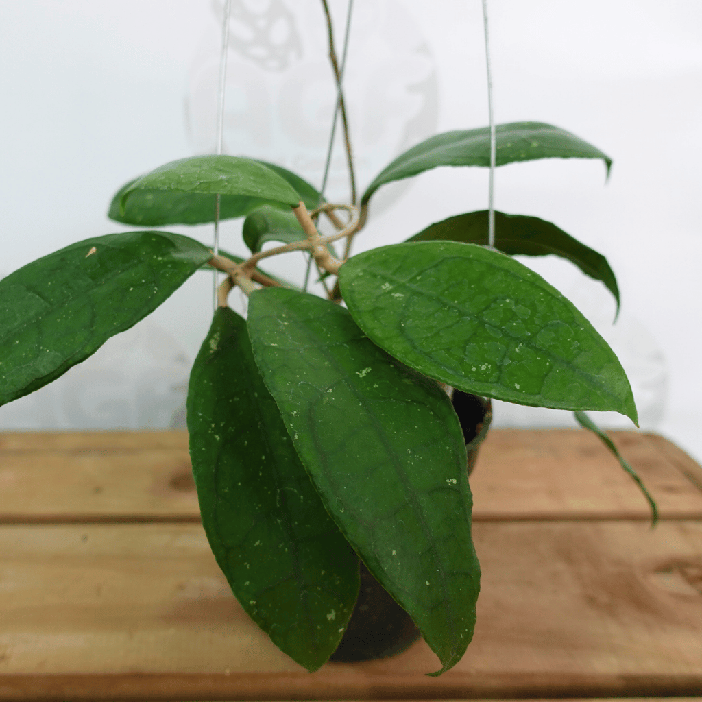 Hoya Clemensorium Aff Jabar