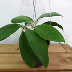 Hoya Clemensorium Aff Jabar