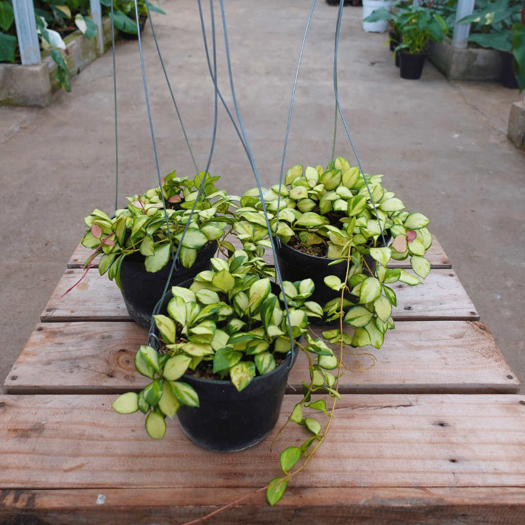 Hoya Heuschkeliana Var (inner) Large