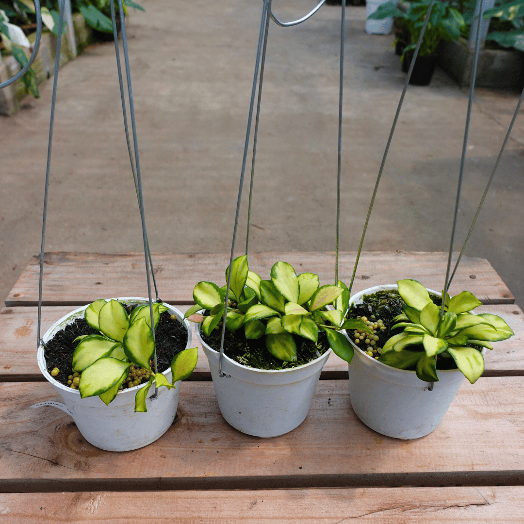 Hoya Heuschkeliana Var (inner) Small
