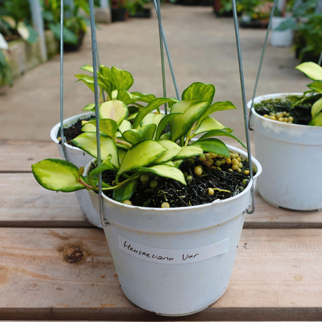 Hoya Heuschkeliana Var (inner) Small