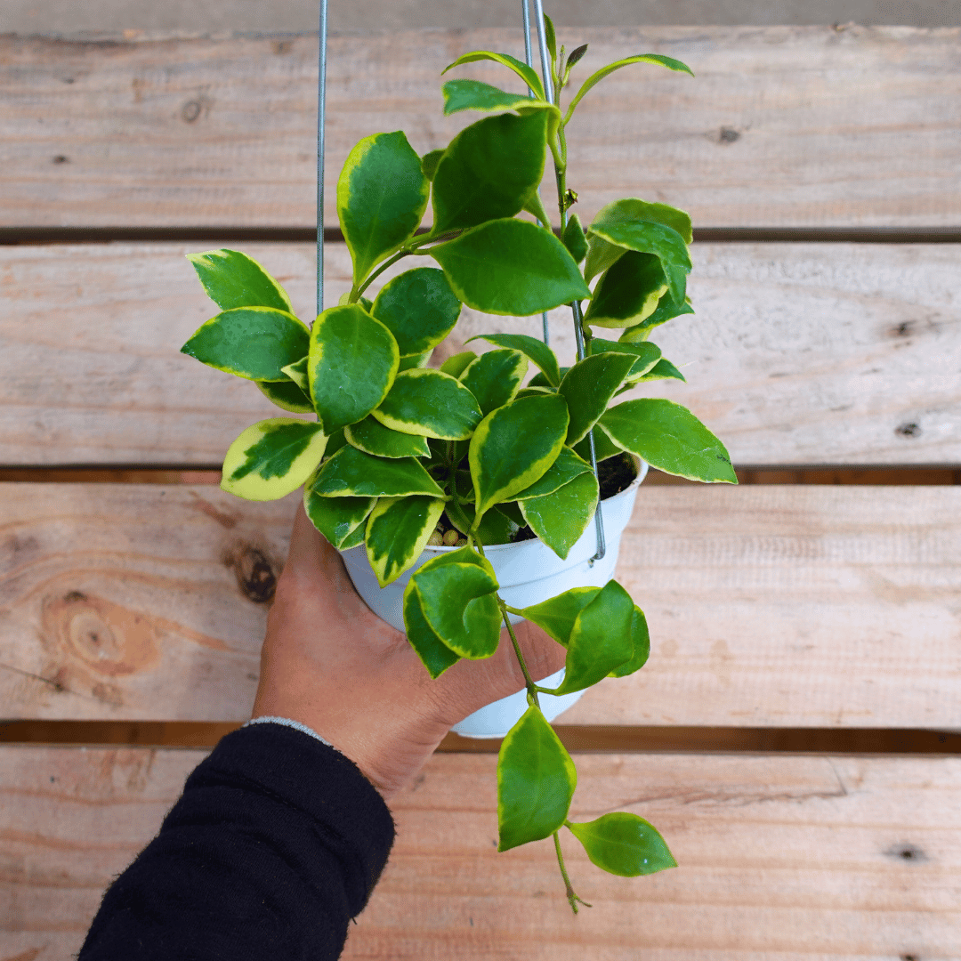 Hoya Heuschkeliana Var (Margin)