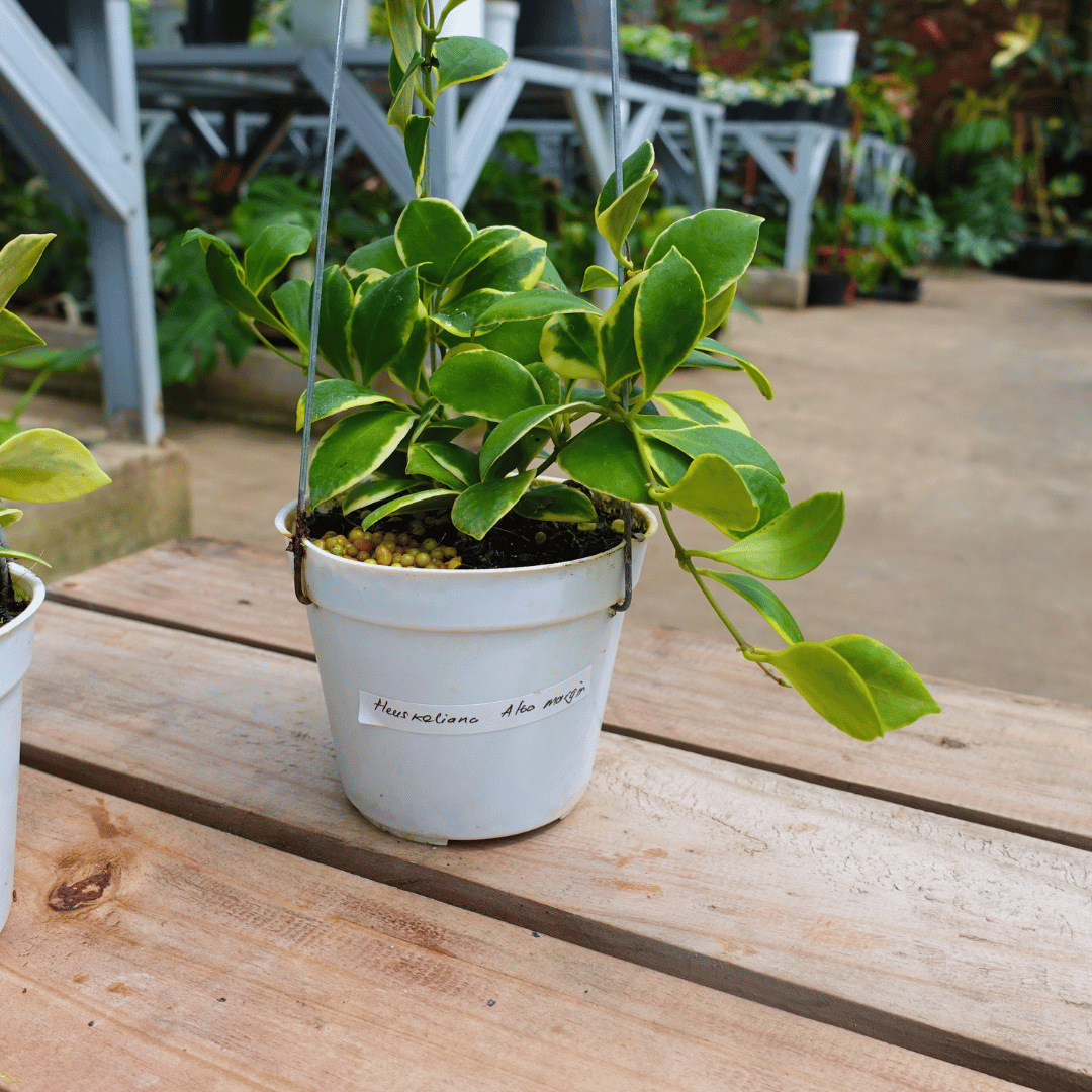 Hoya Heuschkeliana Var (Margin)