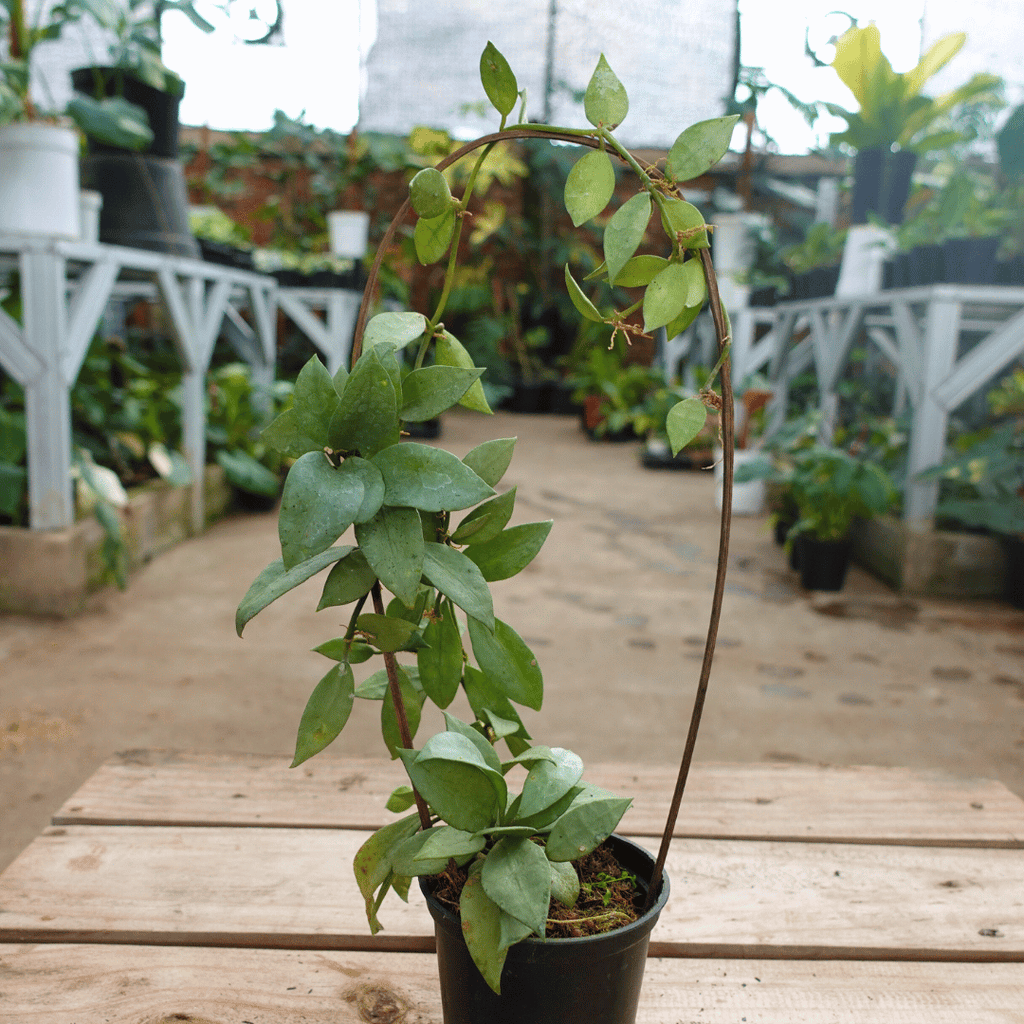 Hoya Lacunosa Silver