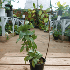 Hoya Lacunosa Silver