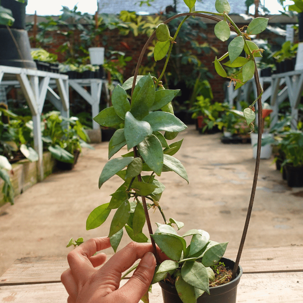Hoya Lacunosa Silver