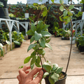 Hoya Lacunosa Silver