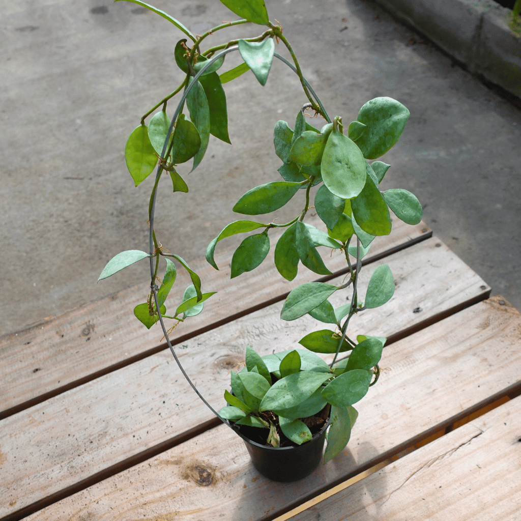 Hoya Lacunosa Silver