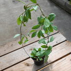 Hoya Lacunosa Silver