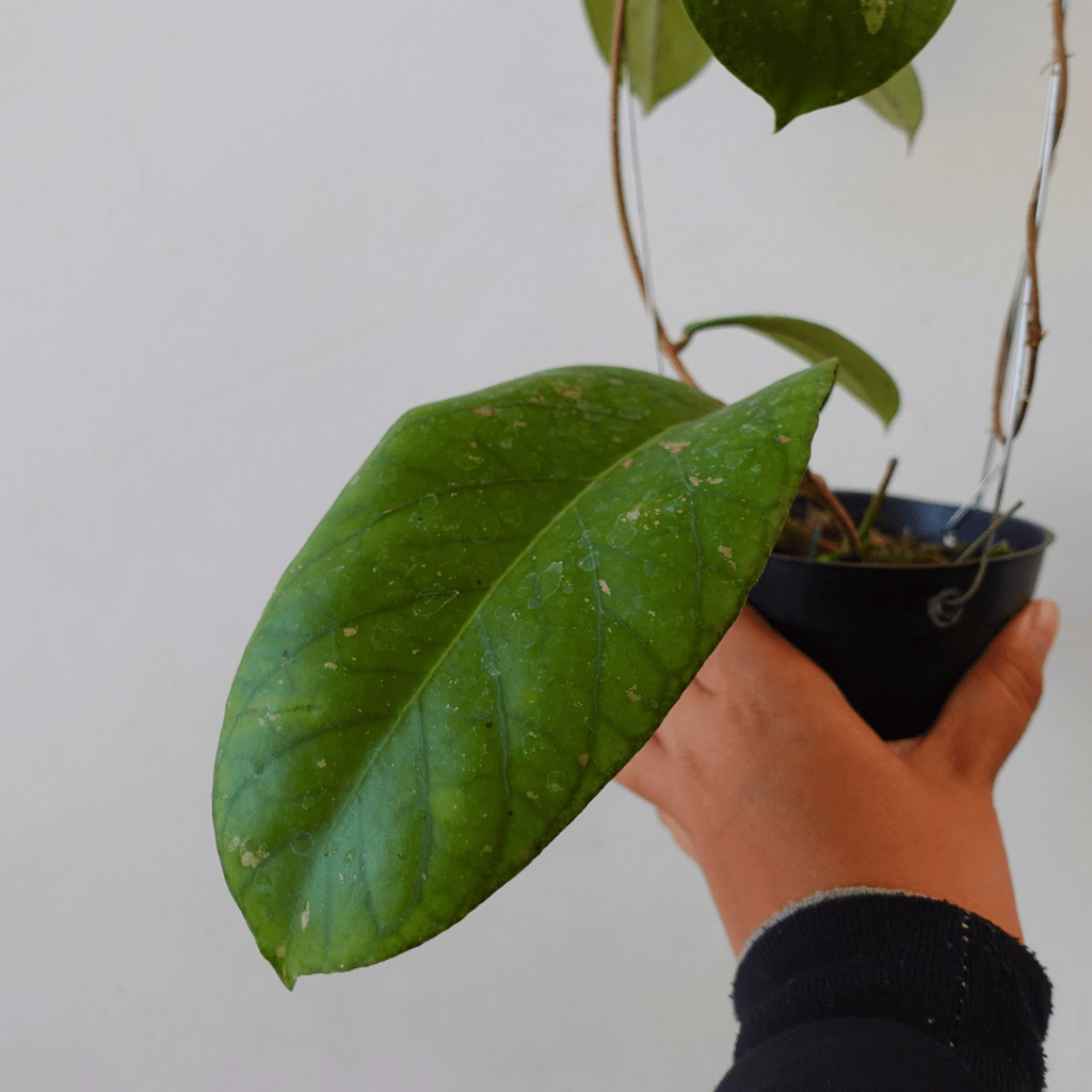 Hoya Meridithii