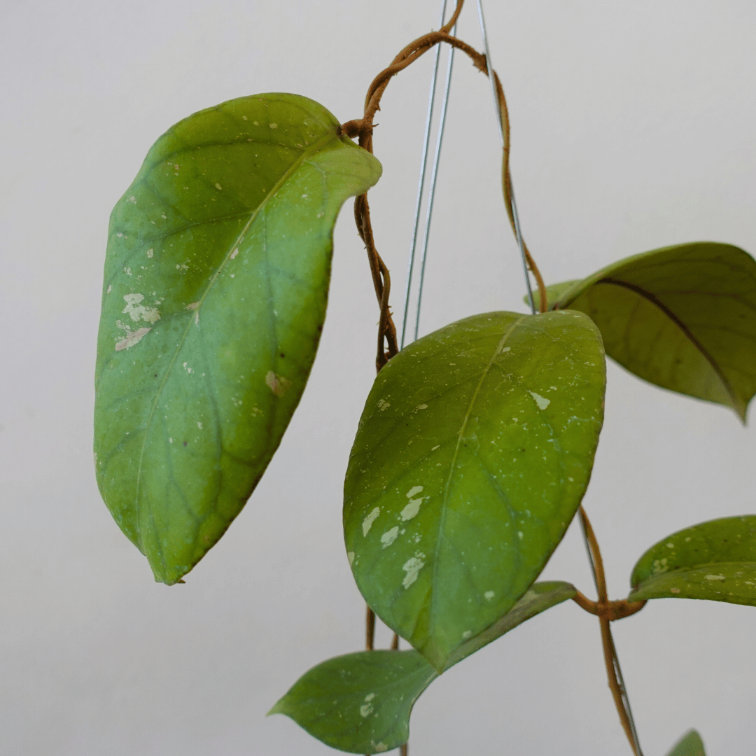 Hoya Meridithii