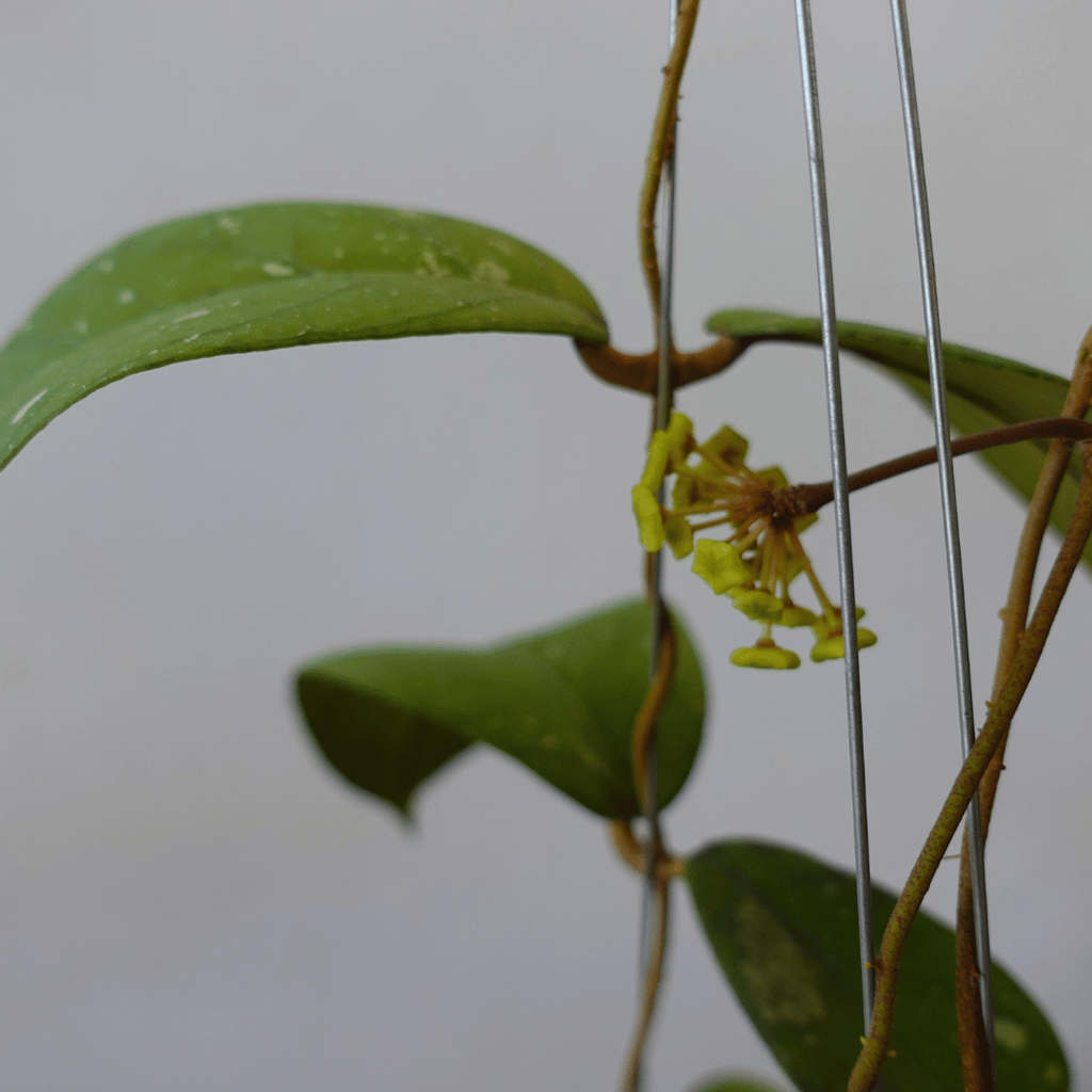 Hoya Meridithii