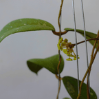 Hoya Meridithii