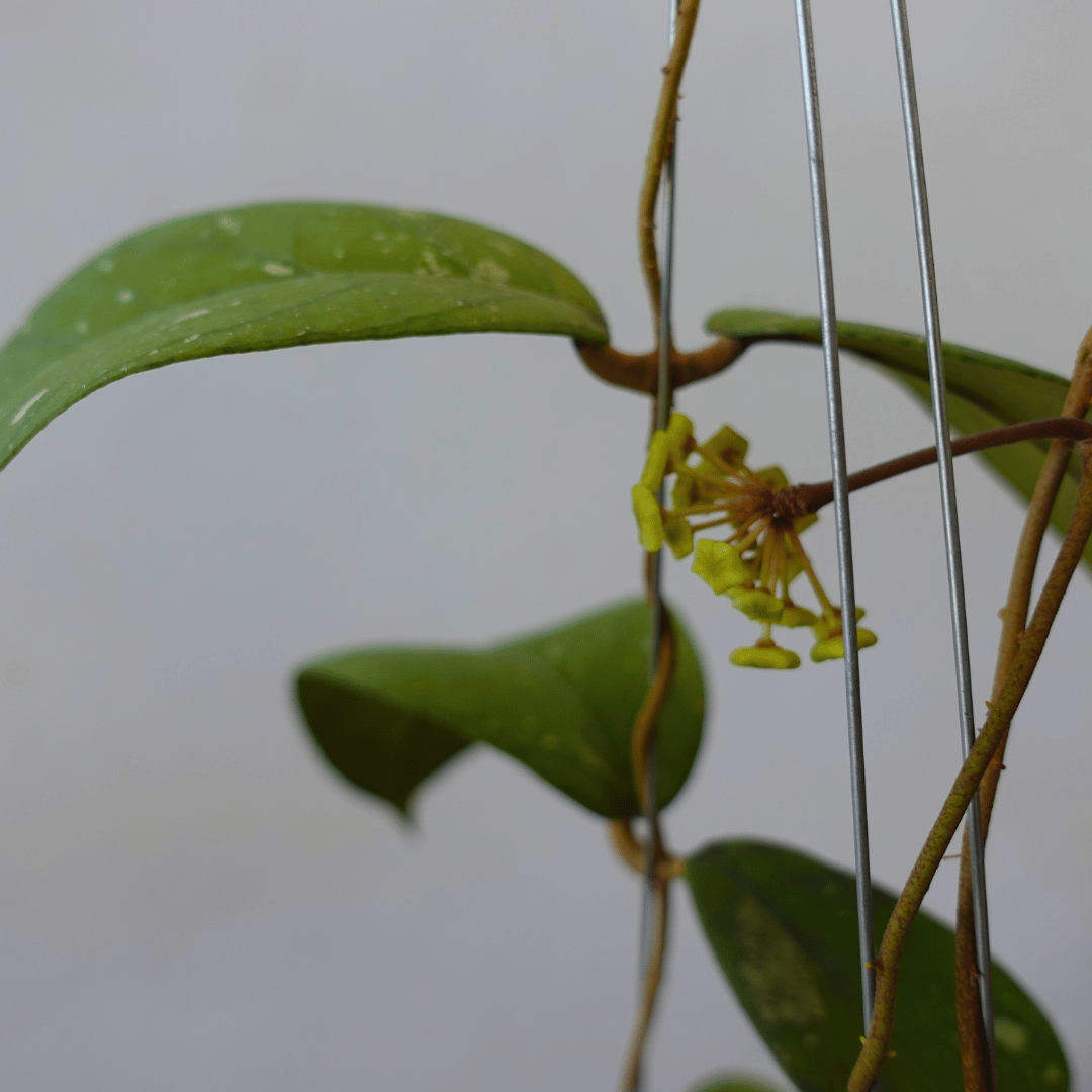 Hoya Meridithii