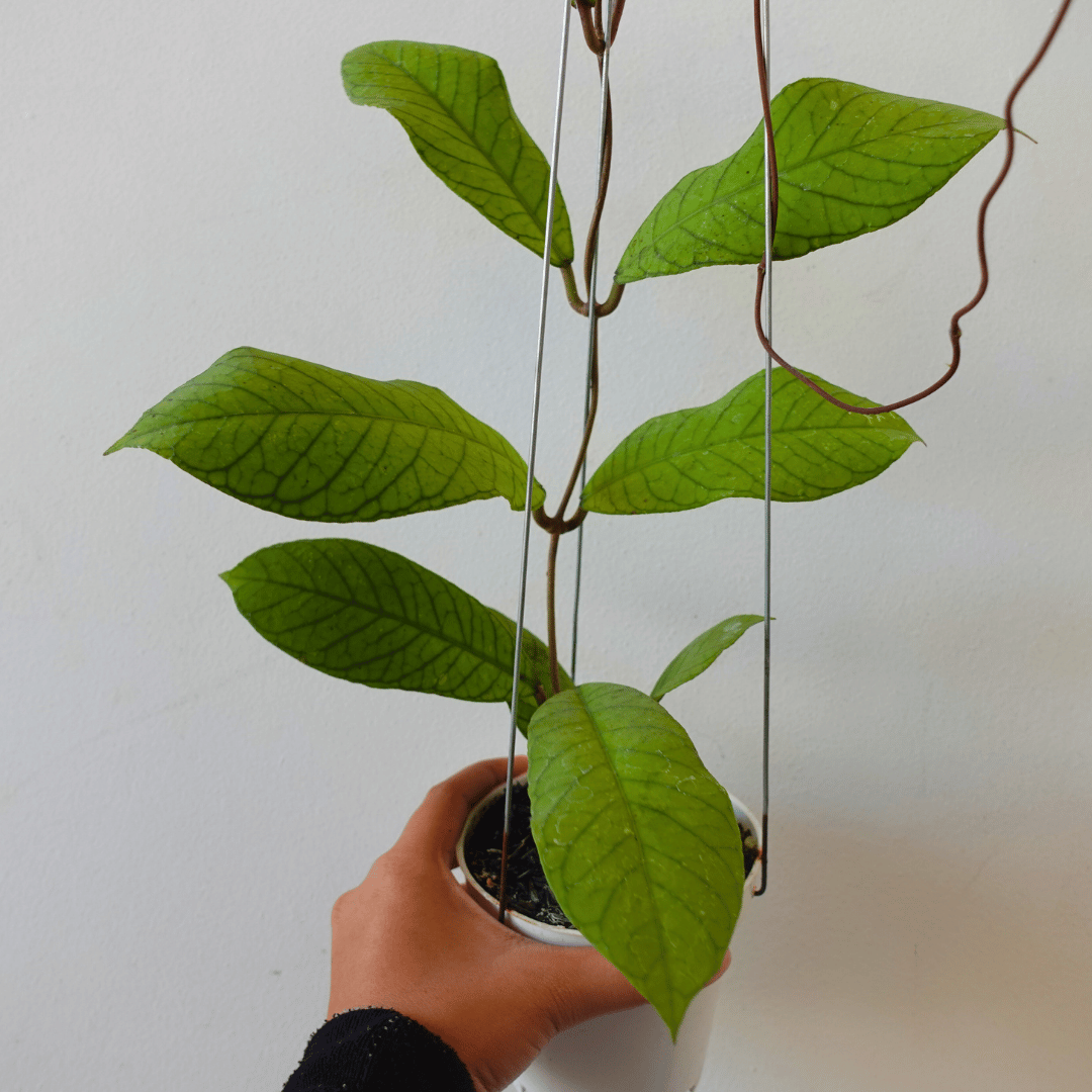 Hoya Meridithii GPS 1105