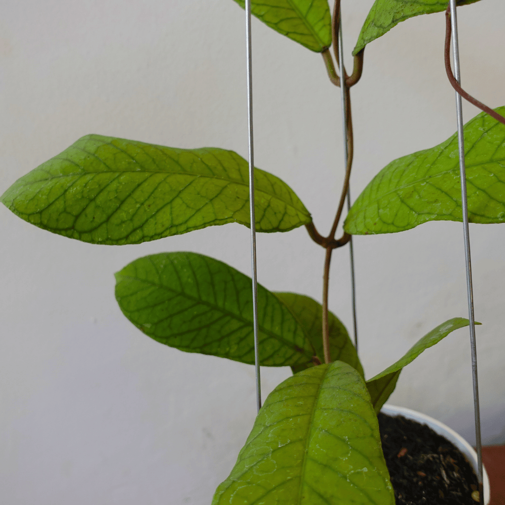 Hoya Meridithii GPS 1105