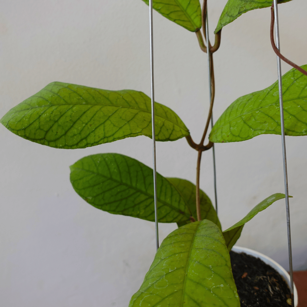Hoya Meridithii GPS 1105