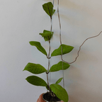 Hoya Meridithii GPS 1105