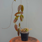 Hoya Minahasae