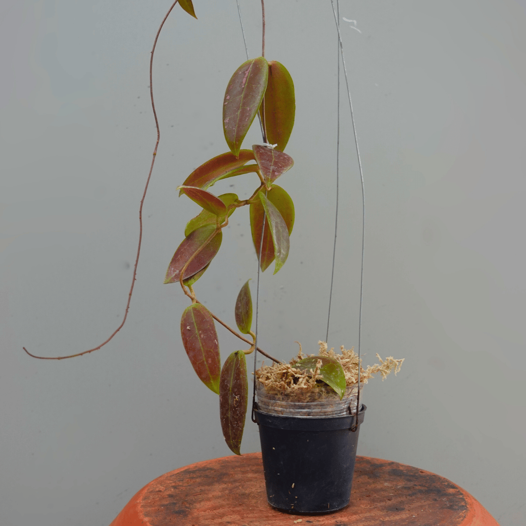 Hoya Minahasae