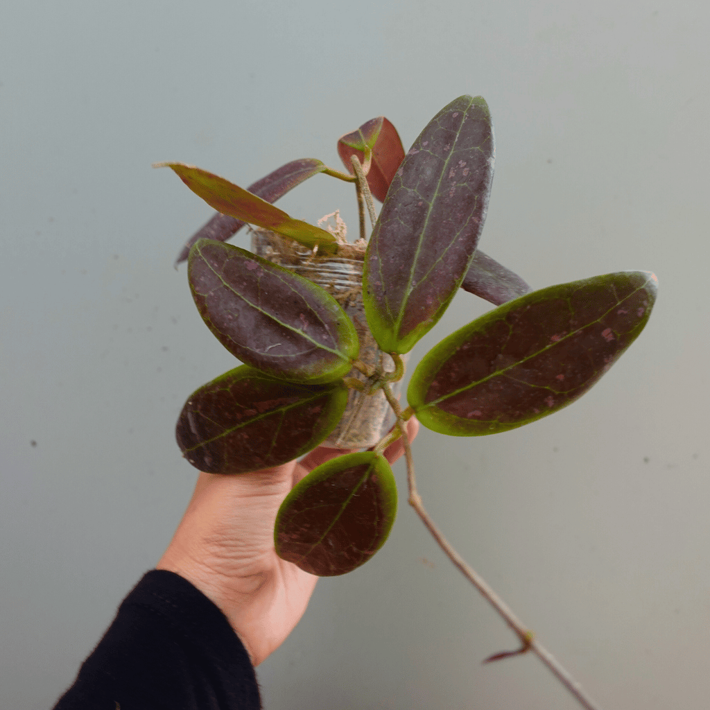 Hoya Minahasae