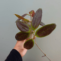 Hoya Minahasae